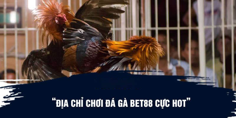 Địa chỉ chơi đá gà Bet88 cực hot