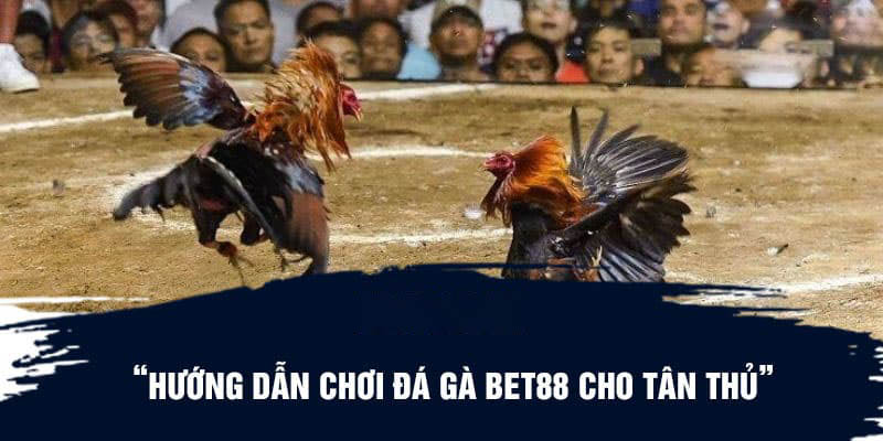 Hướng dẫn chơi đá gà Bet88 cho tân thủ