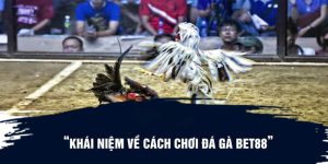 Đá gà Bet88 – Mẹo chơi đá gà nhanh thắng tại nhà cái