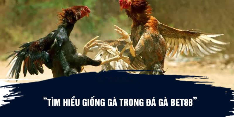 Tìm hiểu giống gà trong đá gà Bet88